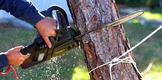 Best Commercial Tree Services  in El Cerro, NM